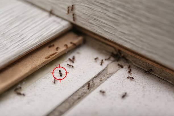 Best Wasp Removal Services  in Watervliet, MI