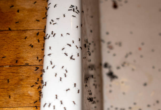 Best Flea Control Services  in Watervliet, MI
